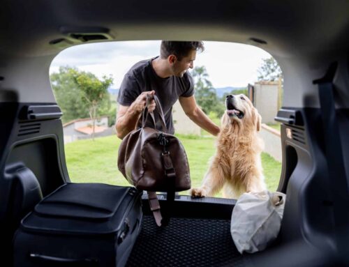 Com portar el gos al cotxe: Guia pràctica per a un viatge còmode i segur